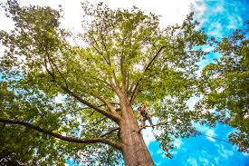 Best Emergency Tree Removal  in Key West, FL